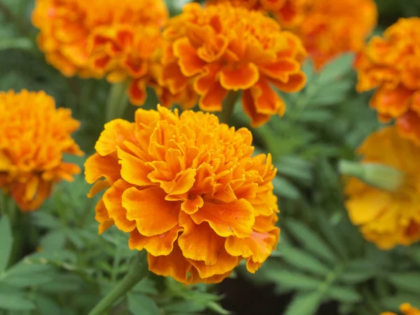 bahçede güzel sarı çiçek kadar kapatın