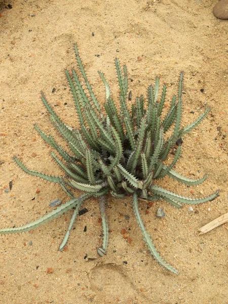 Cactus Verde Cerca —  Fotos de Stock