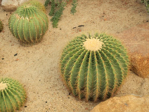 Cactus Verde Vicino — Foto Stock