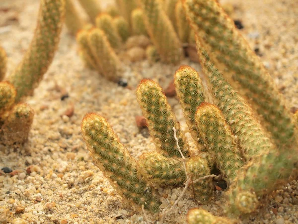 Green Cactus Close — Stock Photo, Image