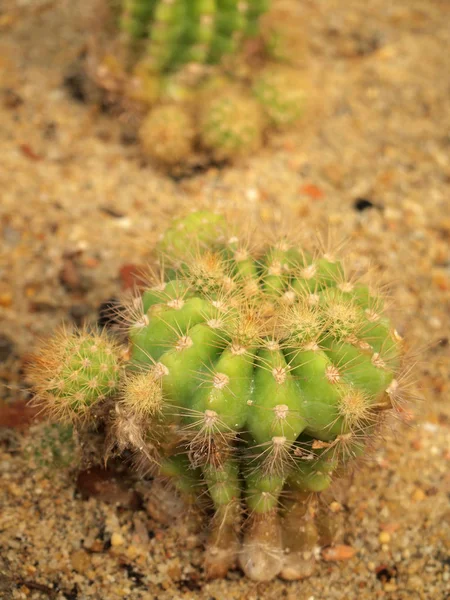 Zöld Kaktusz Közelről — Stock Fotó