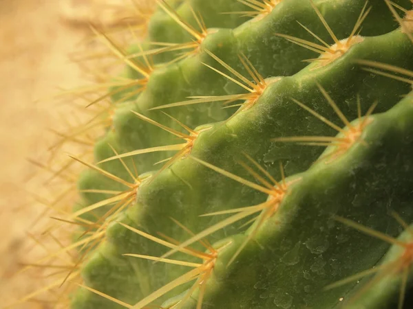 Zöld Kaktusz Közelről — Stock Fotó