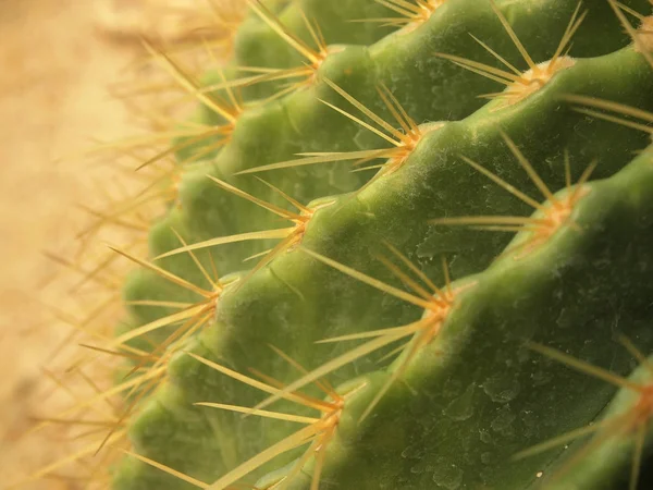 Cactus Verde Vicino — Foto Stock