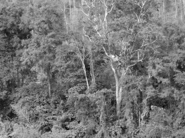 siyah ve beyaz ağaç orman