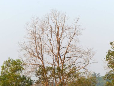 Yapraksız ağaç dalları