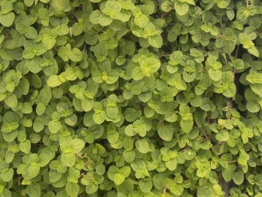 yeşil yaprakları duvar arka kapatmak