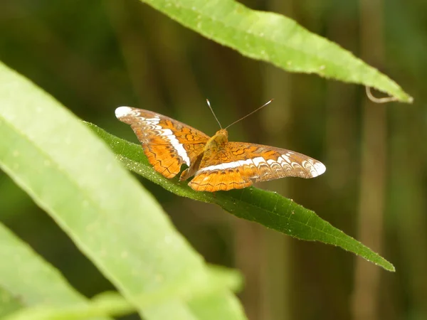 Krásné Hnědé Barvy Motýl List — Stock fotografie