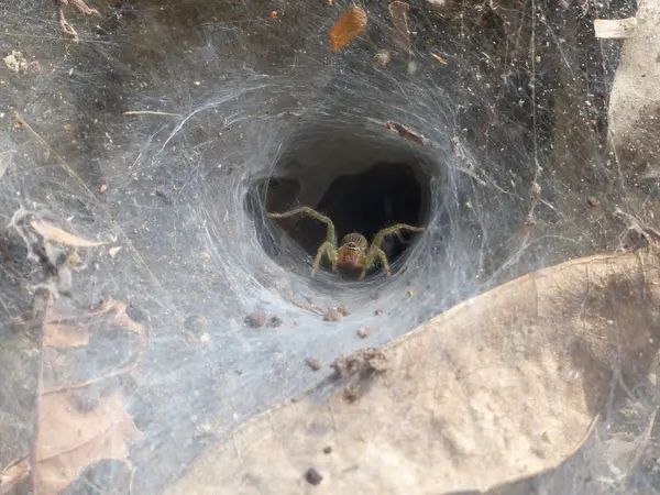 蜘蛛网上的蜘蛛 等待猎物 — 图库照片