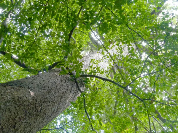 Árbol Grande Del Bosque — Foto de Stock