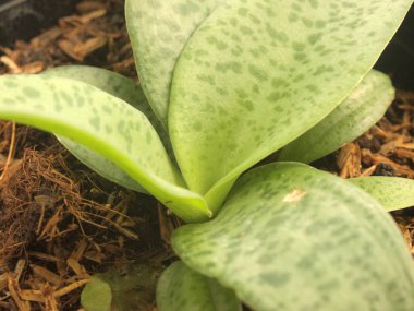 yeşil yaprakları duvar arka kapatmak