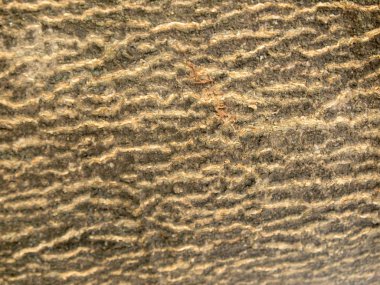 Ağaç kabuğu dokusu