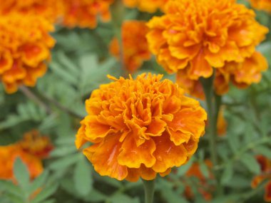 bahçede güzel sarı çiçek kadar kapatın