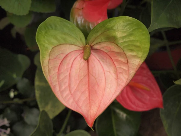 Feuilles Roses Forme Coeur — Photo