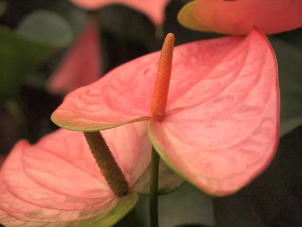 Närbild Vackra Rosa Blommor Trädgården — Stockfoto