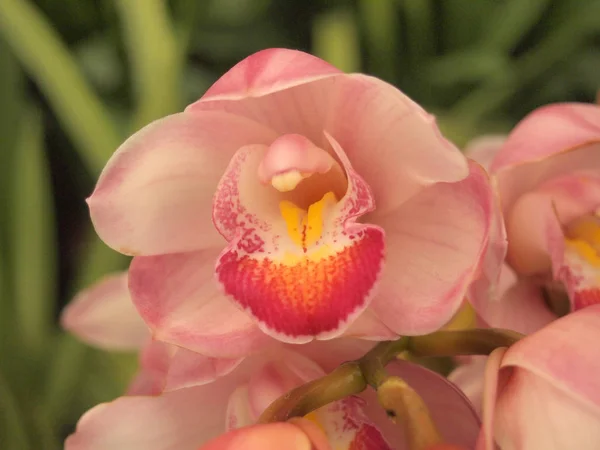 Close Beautiful Pink Flowers Garden — Stock Photo, Image
