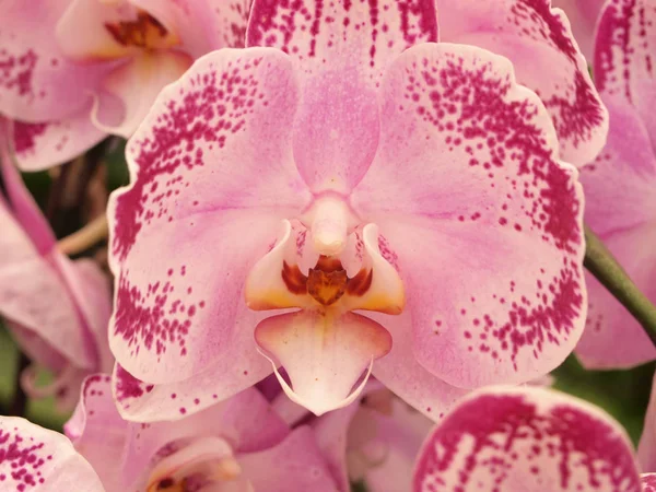 Cerca Hermosas Flores Rosadas Jardín — Foto de Stock