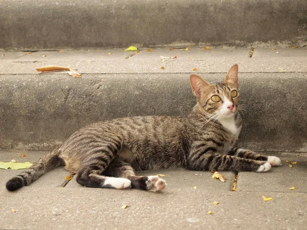 Thai Cat Cement Stair — Stock Photo, Image