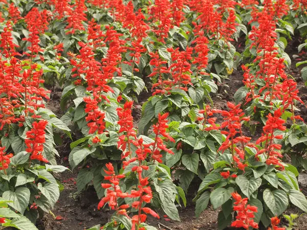 Close Beautiful Red Flowers Garden — Stock Photo, Image