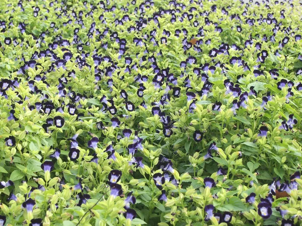Close Beautiful Purple Flowers Garden — Stock Photo, Image