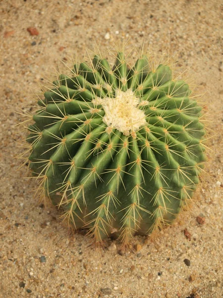 Cactus Verde Vicino — Foto Stock