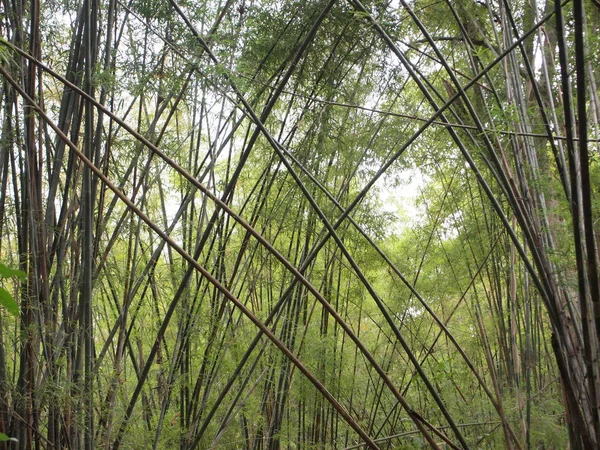 Bosque Bambú Verde Naturaleza — Foto de Stock