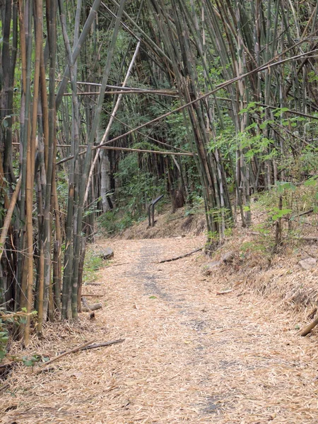 Grüne Bambuswälder Natur — Stockfoto