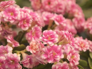 Bahçede güzel pembe çiçek kadar kapatın