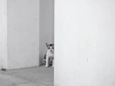 kahverengi kedi kameraya bakıyor