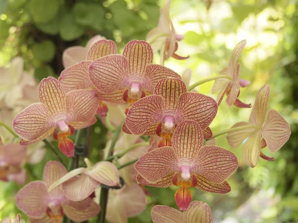 Detailní Záběr Krásné Hnědé Květy Orchidejí Zahradě — Stock fotografie