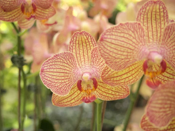 Cerrar Hermosas Flores Orquídea Marrón Jardín — Foto de Stock