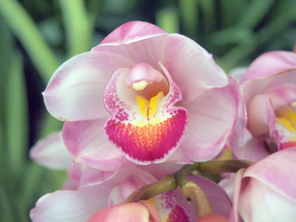 Cerrar Hermosas Flores Orquídea Rosa Jardín — Foto de Stock