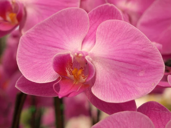 Cerrar Hermosas Flores Orquídea Rosa Jardín — Foto de Stock