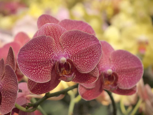 Εσωτερικη Όμορφο Κόκκινο Orchid Λουλούδια Στον Κήπο — Φωτογραφία Αρχείου
