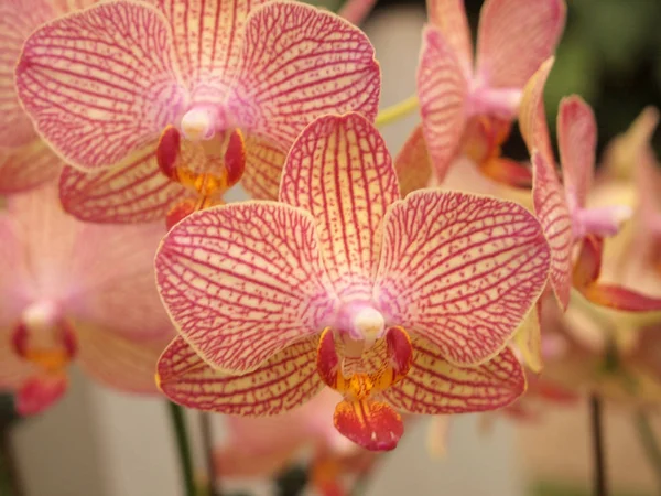 Close Beautiful Brown Orchid Flowers Garden — Stock Photo, Image