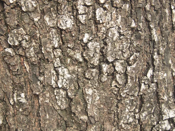 Bark Trädets Struktur — Stockfoto