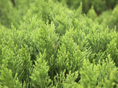 çam ağacı arka plan yeşil yaprakları