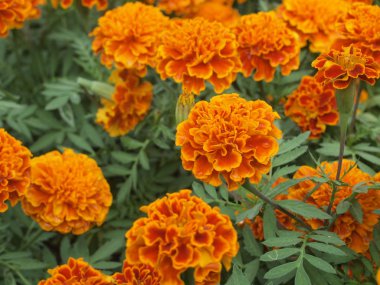 bahçede güzel sarı çiçek kadar kapatın