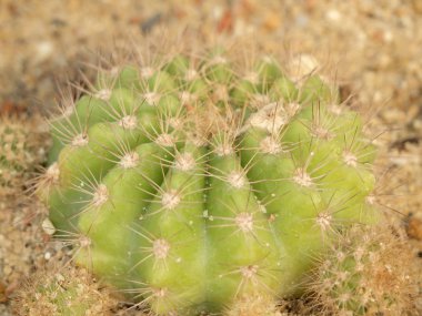 yakın çekim yeşil kaktüs