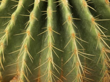 yakın çekim yeşil kaktüs