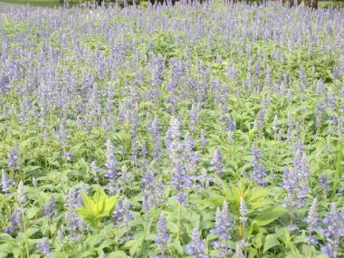 Bahçedeki güzel mavi çiçekler