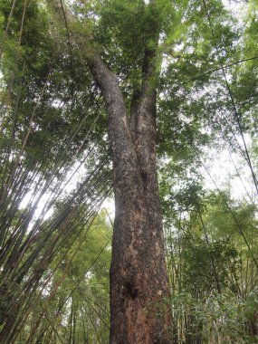 büyük ağaç orman