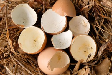 Kuru ot üzerinde kırık yumurta