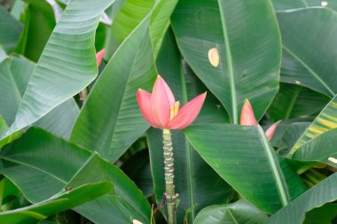 muz ağacı üzerinde muz çiçeği