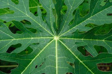 Papaya yakından bırak