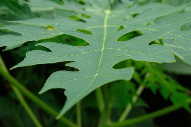 Papaya yakından bırak
