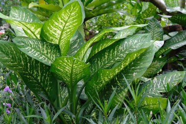 yeşil yapraklar arkaplanı kapat 