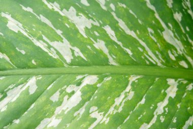 Yeşil yaprakları arka plan, yumuşak odak