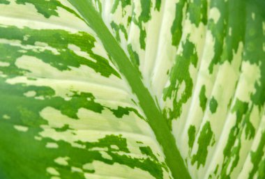 Yeşil yaprakları arka plan, yumuşak odak