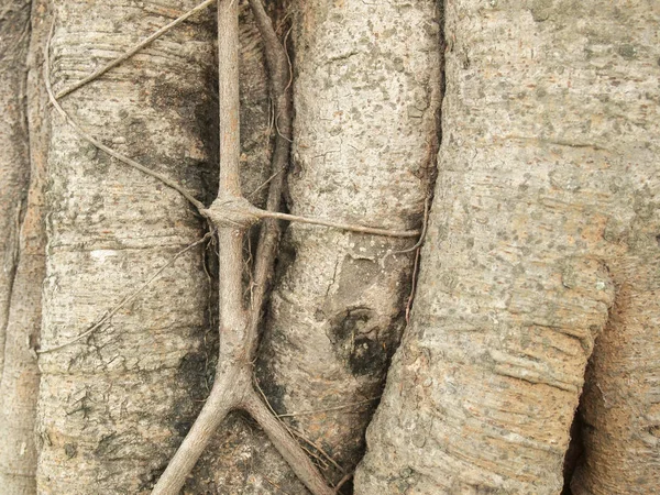 Raiz Árvore — Fotografia de Stock