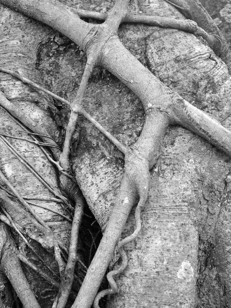 Černé Bílé Kořen Stromu — Stock fotografie